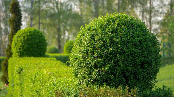 Entretien de jardin Toulouse
