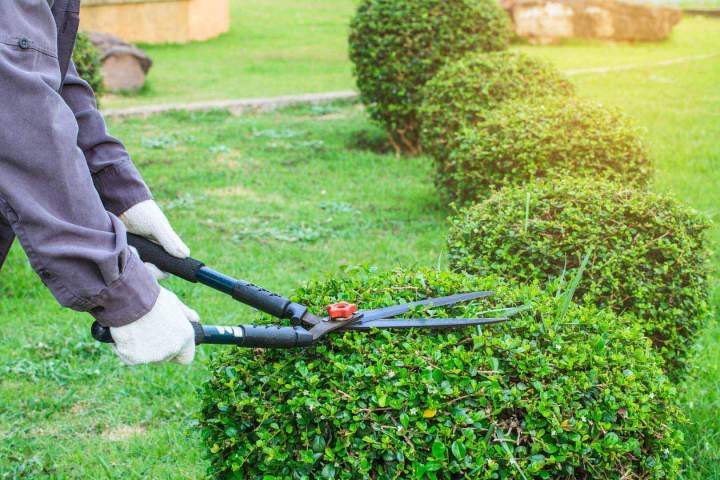 Entretien de jardin Toulouse
